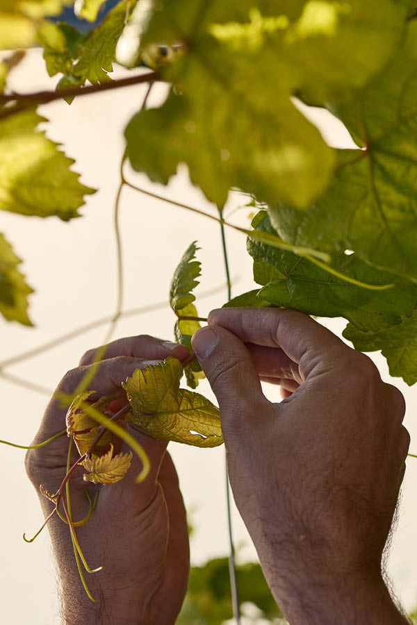 picking herbs
